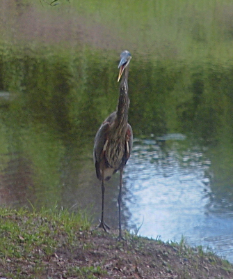 [A heron is walking toward the camera with its mouth open. One foot is on the ground and the other is in the air.]